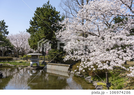 加賀地方の花見の名所・小松市の芦城公園 加賀地方の花見の名所・小松市の芦城公園 106974286