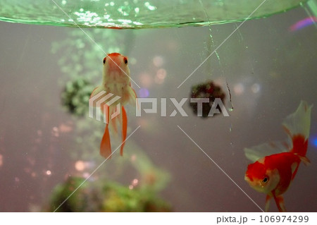 金魚 106974299