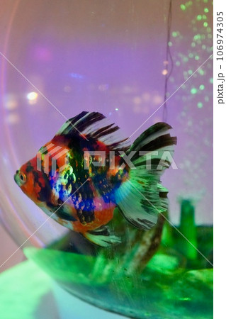 金魚 106974305