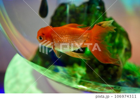 金魚 106974311