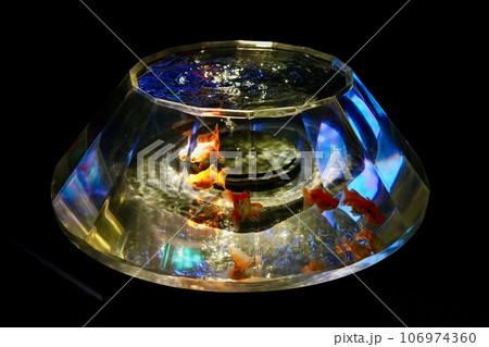 金魚 106974360