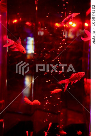 金魚 106974382