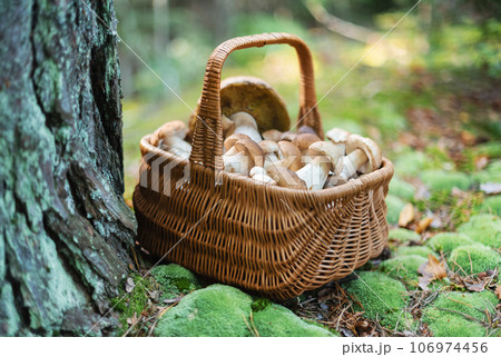 Basket with edible white mushrooms in forest 106974456