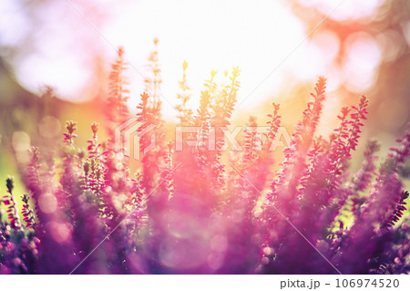 Ling or Calluna vulgaris as a floral background 106974520