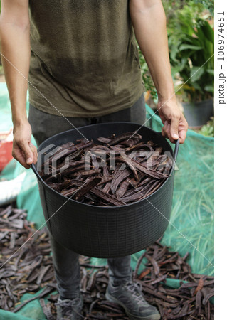 farmer man carrying a basket full of ripe carobs 106974651