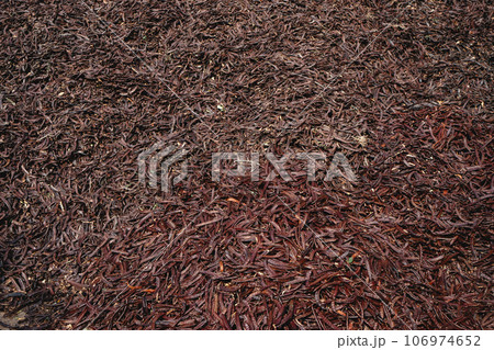 ripe carobs after the harvest in Catalonia, Spain 106974652
