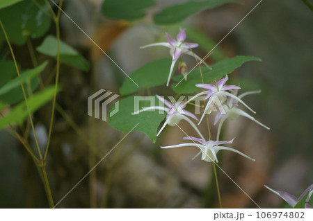 イカリソウ 106974802