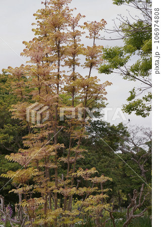 チャンチン 106974808