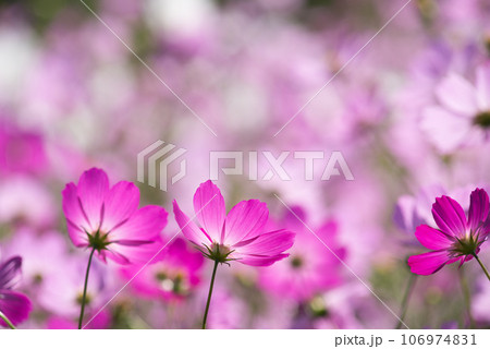 薄いピンクの花のボケをバックに濃いピンクのコスモスの花 薄いピンクの花のボケをバックに濃いピンクのコスモスの花 106974831