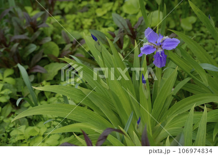 イチハツ 106974834