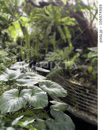 Green tropical forest open area 106974989