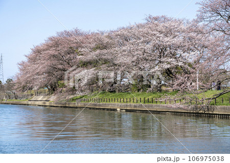 富岩運水上ラインでお花見 106975038