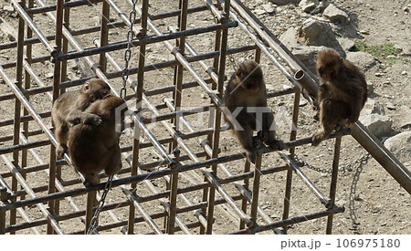 サル（猿） 106975180