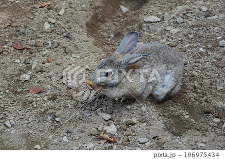 落ち葉を食べるウサギ。 106975434