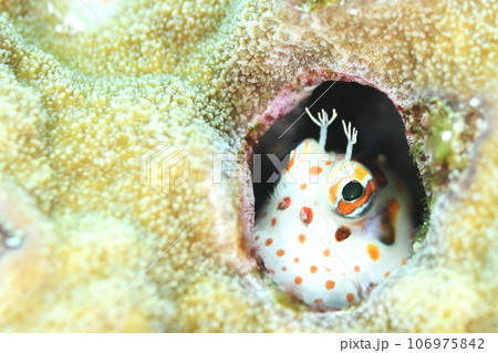 引きこもるモンツキカエルウオ 引きこもるモンツキカエルウオ 106975842