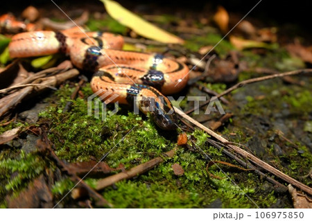 コブラの仲間のヒャン コブラの仲間のヒャン 106975850