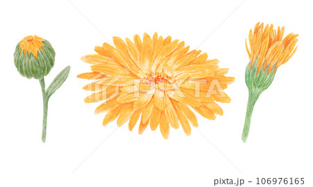 Set of orange calendula officinalis watercolor hand drawn illustrations. Botanical elements for labels, eco goods, textiles, natural herbal medicine, healthy tea, cosmetics and homeopatic remedies. 106976165