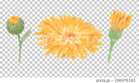 Set of orange calendula officinalis watercolor hand drawn illustrations. Botanical elements for labels, eco goods, textiles, natural herbal medicine, healthy tea, cosmetics and homeopatic remedies. 106976165