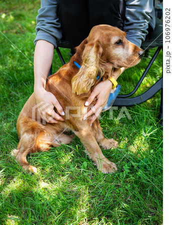 A happy portrait of an English Cocker Spaniel dog being stroked by a girl on a sunny day. A happy portrait of an English Cocker Spaniel dog being stroked by a girl on a sunny day. 106976202