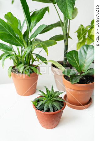 The modern home garden composition is filled with many beautiful plants in pots of different designs. Stylish interior, home gardening concept. 106976215