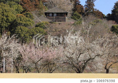晴天の偕楽園の満開の梅と好文亭（こうぶんてい） 106976398