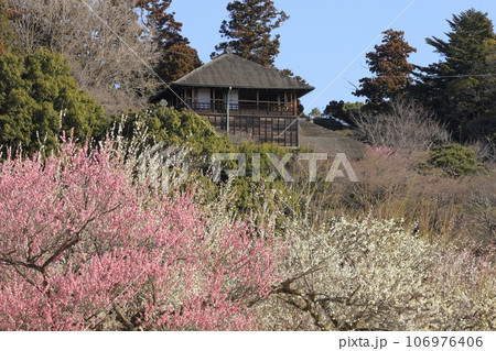 晴天の偕楽園の満開の梅と好文亭（こうぶんてい） 106976406