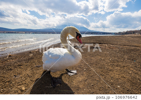 White swan in beach of Yamanakako lake 106976642