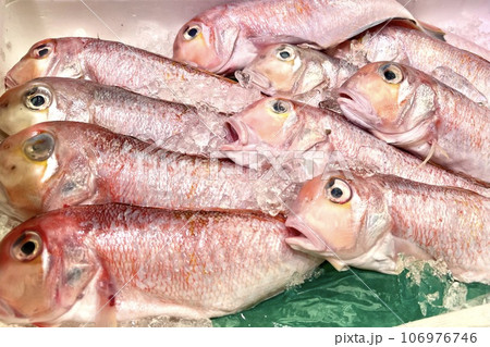 魚屋の氷の上に並ぶ新鮮な甘鯛 魚屋の氷の上に並ぶ新鮮な甘鯛 106976746