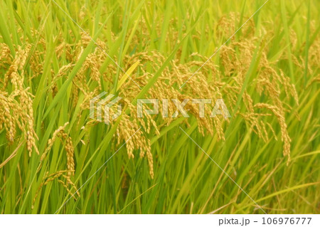 実った稲穂 106976777