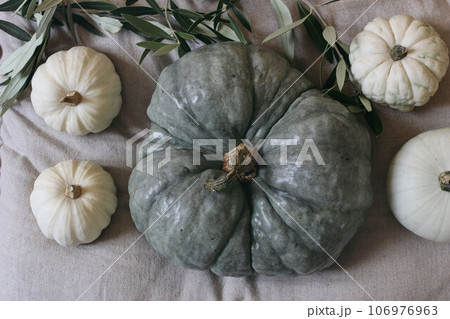 Little white and big mint green pumpkins. Beige linen table cloth background with olive tree branches. Various gourd vegetable. Thanksgiving, Halloween holiday, autumn food banner. Flat lay, top view Little white and big mint green pumpkins. Beige linen table cloth background with olive tree branches. Various gourd vegetable. Thanksgiving, Halloween holiday, autumn food banner. Flat lay, top view 106976963