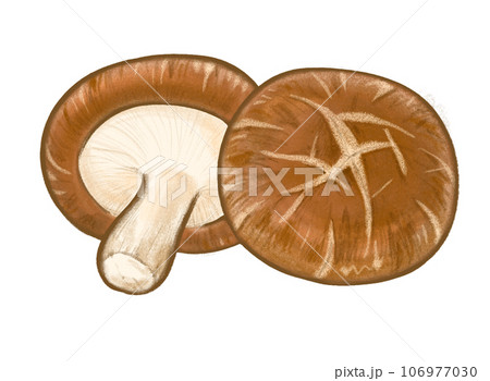 シイタケのイラスト シイタケのイラスト 106977030