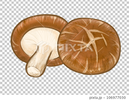 シイタケのイラスト シイタケのイラスト 106977030