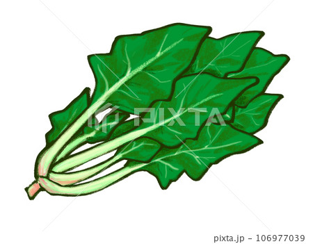 ほうれん草のイラスト ほうれん草のイラスト 106977039