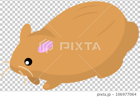 サドノウサギ サドノウサギ 106977064
