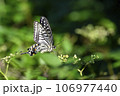 アゲハチョウ 106977440