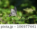 アゲハチョウ 106977441