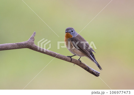 Red-breasted Flycatcher on the branch tree animalportrait. 106977473