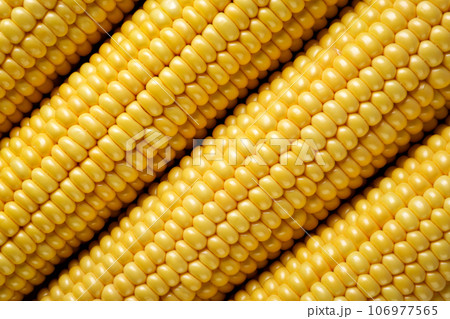 Ripe corn cobs, background. Top view. 106977565