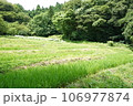 緑豊かな自然 106977874