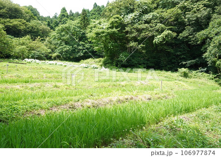 緑豊かな自然 緑豊かな自然 106977874