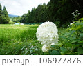 白い紫陽花 106977876