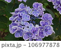 多数の青色の装飾花を備えるアジサイの手毬咲きの花房をクローズアップで撮影した写真 106977878