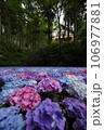 青い紫陽花 106977881