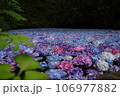 紫陽花のある風景 106977882