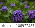 梅雨の晴れ間に咲く紫陽花 106977883