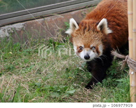 レッサーパンダ 106977919