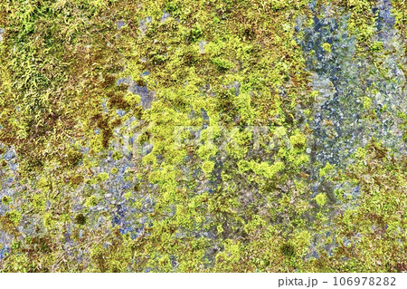 苔の生えた岩の表面 106978282