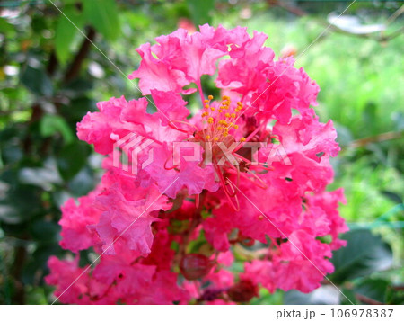 鮮やかに咲くサルスベリの花 106978387