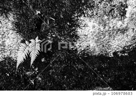 古いコンクリート壁に生えるシダの葉と苔(モノクロ) 古いコンクリート壁に生えるシダの葉と苔(モノクロ) 106978683