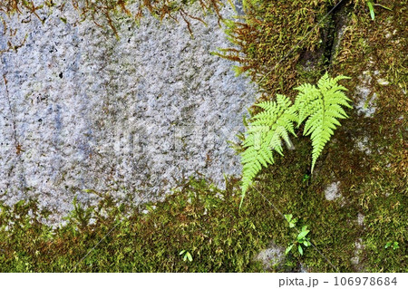 古いコンクリート壁に生えるシダの葉と苔 106978684